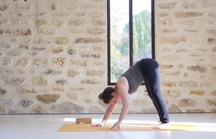 חתול-כלב-אוטנאסאנה